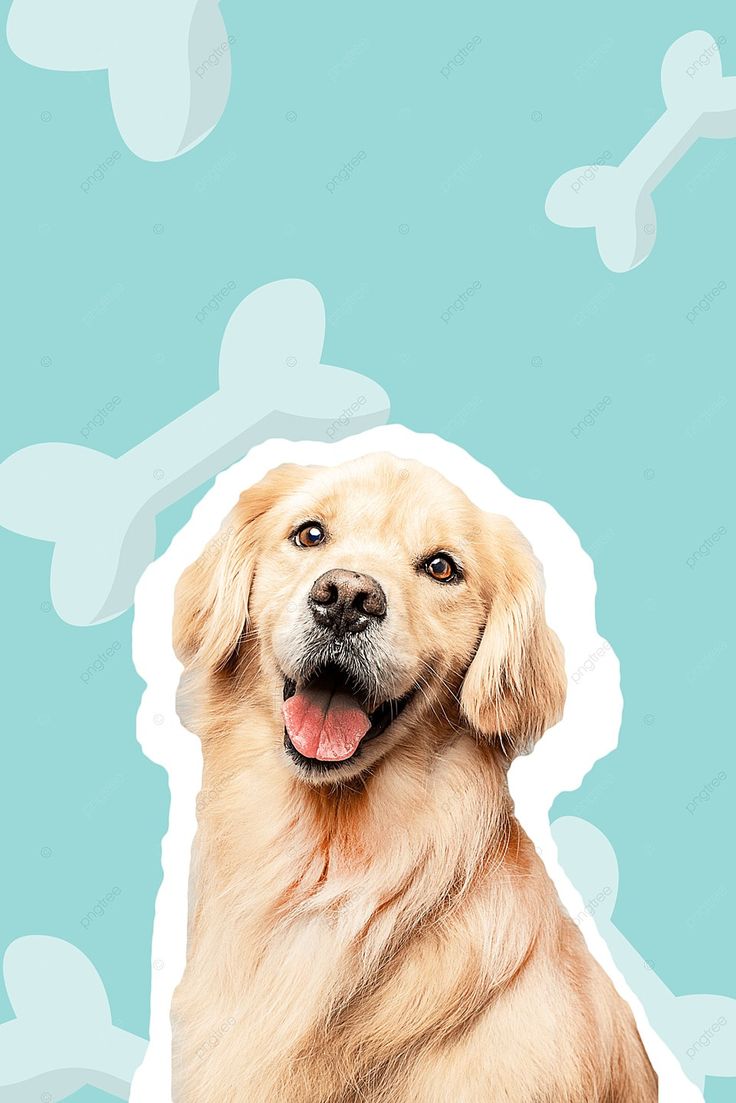 A smiling golden retriever cut out on a teal background with bone shapes.