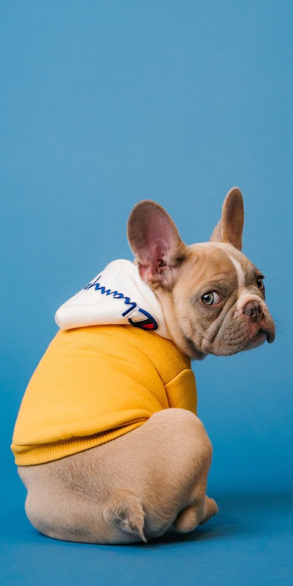 A French bulldog in a yellow hoodie, seen from behind on a blue background.
