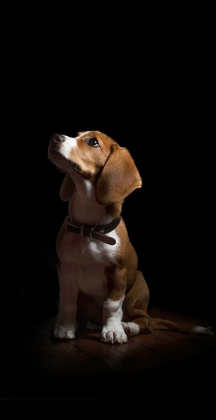 Beagle Puppy Looking Up