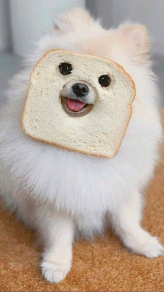 A fluffy white Pomeranian with a slice of bread framing its face.