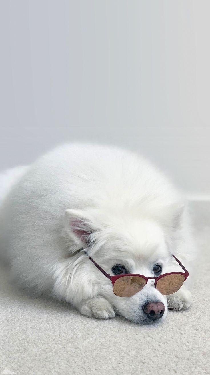 Samoyed in Sunglasses