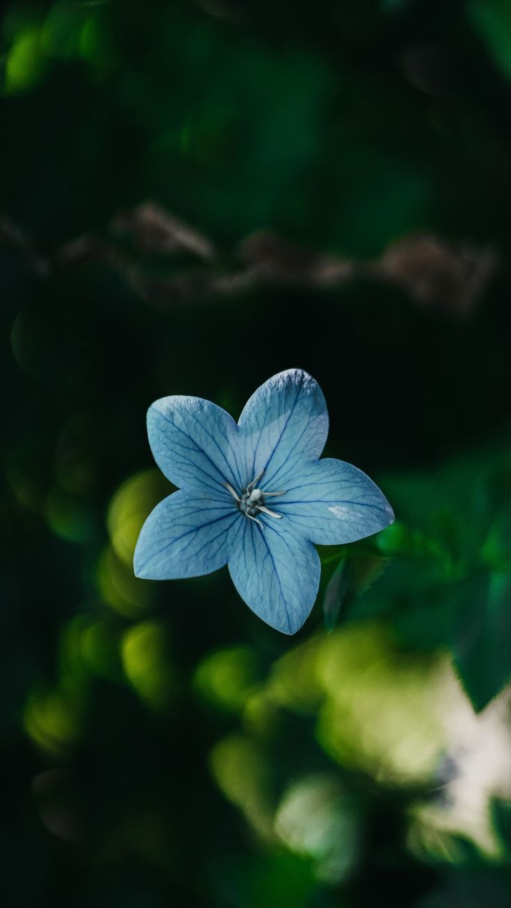 Blue Star Flower