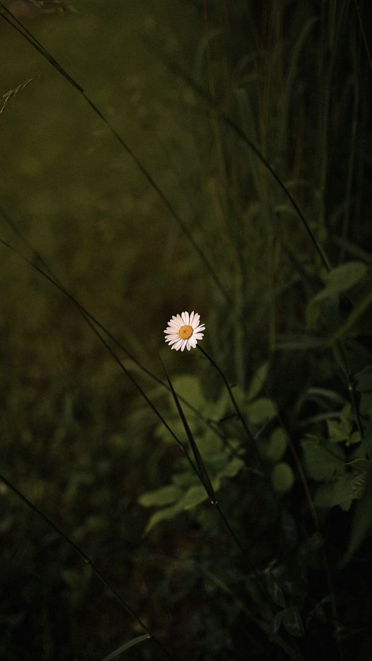 A single tiny daisy glowing among dark grass.