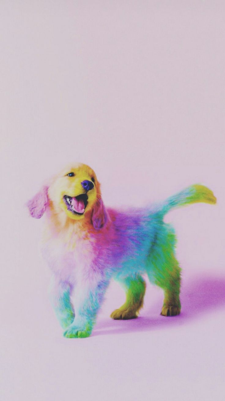 Rainbow Retriever Puppy