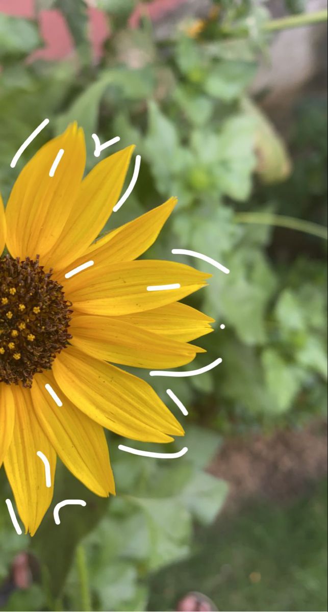 Doodled Sunflower