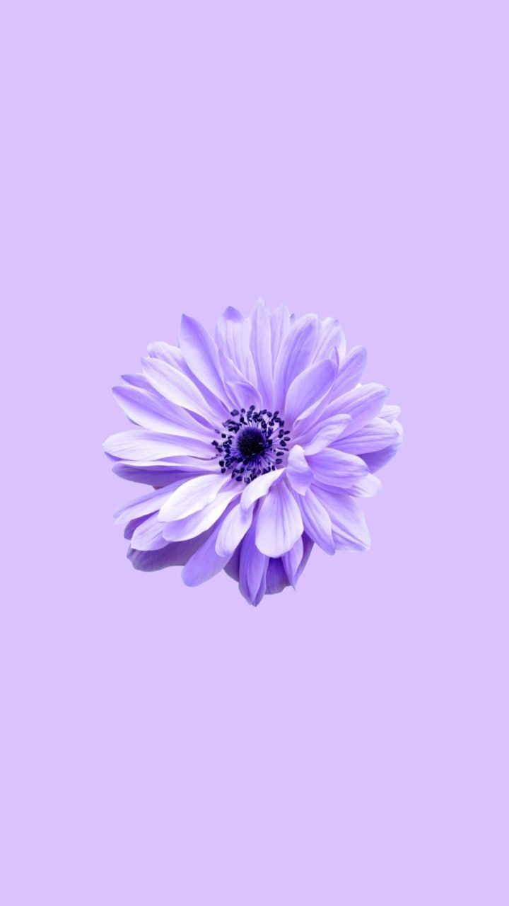 Lilac Flower