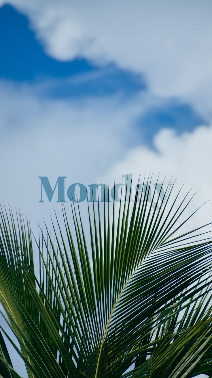 "Monday" in pale blue letters behind a palm leaf against a cloudy sky.