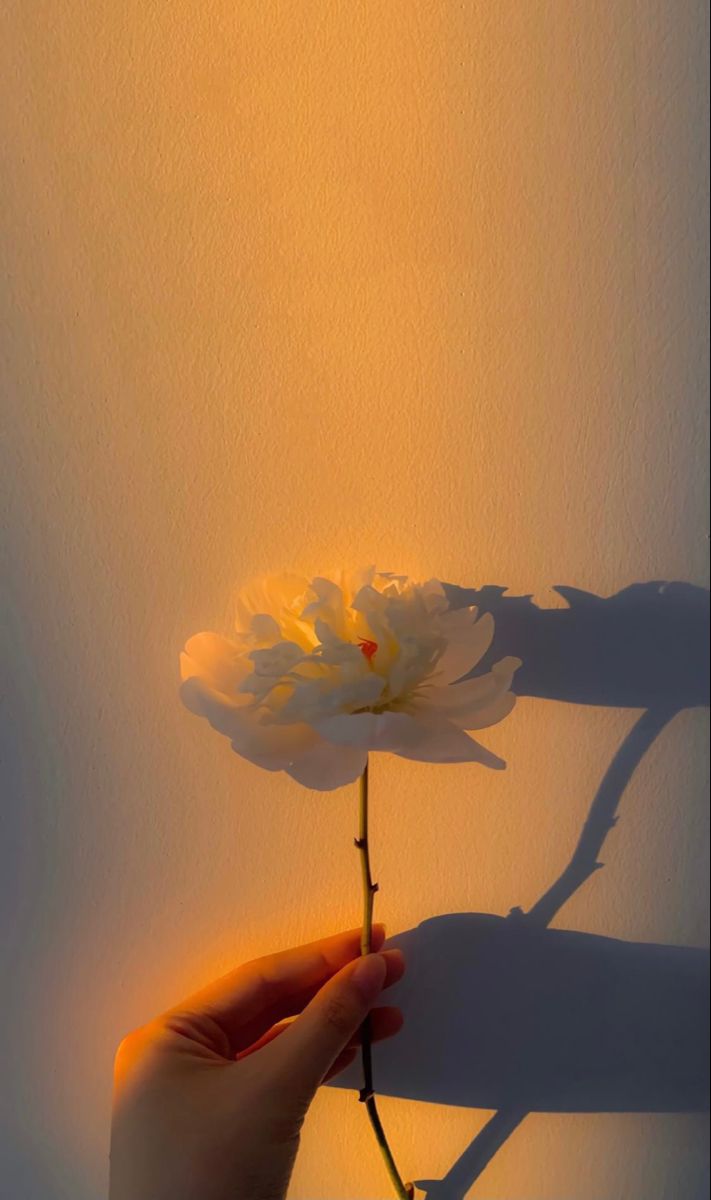 A hand holding a pale flower against a warm peach wall with its shadow.