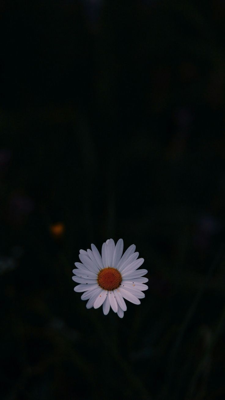 A single white daisy glowing on a black background.