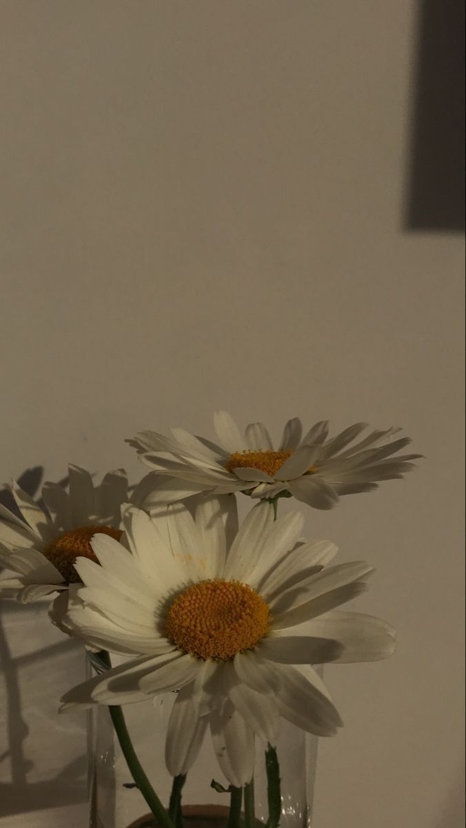 Daisies in a Vase