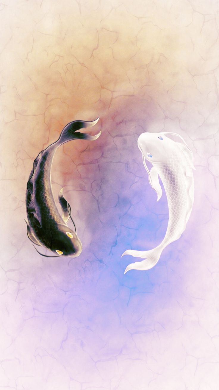 Two koi fish, one dark and one white, circling like yin and yang on a pale blue wash.
