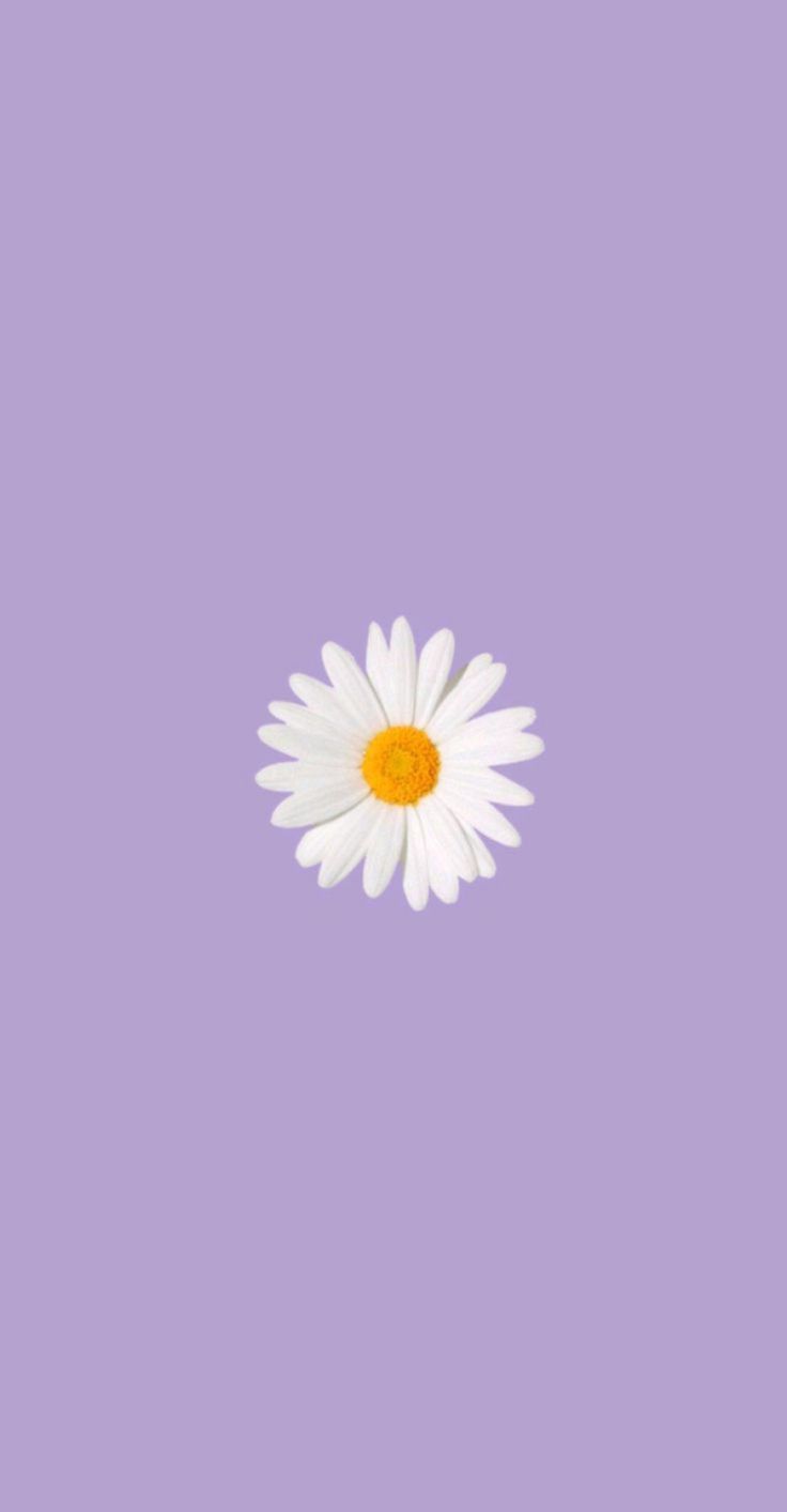 Daisy on Lavender