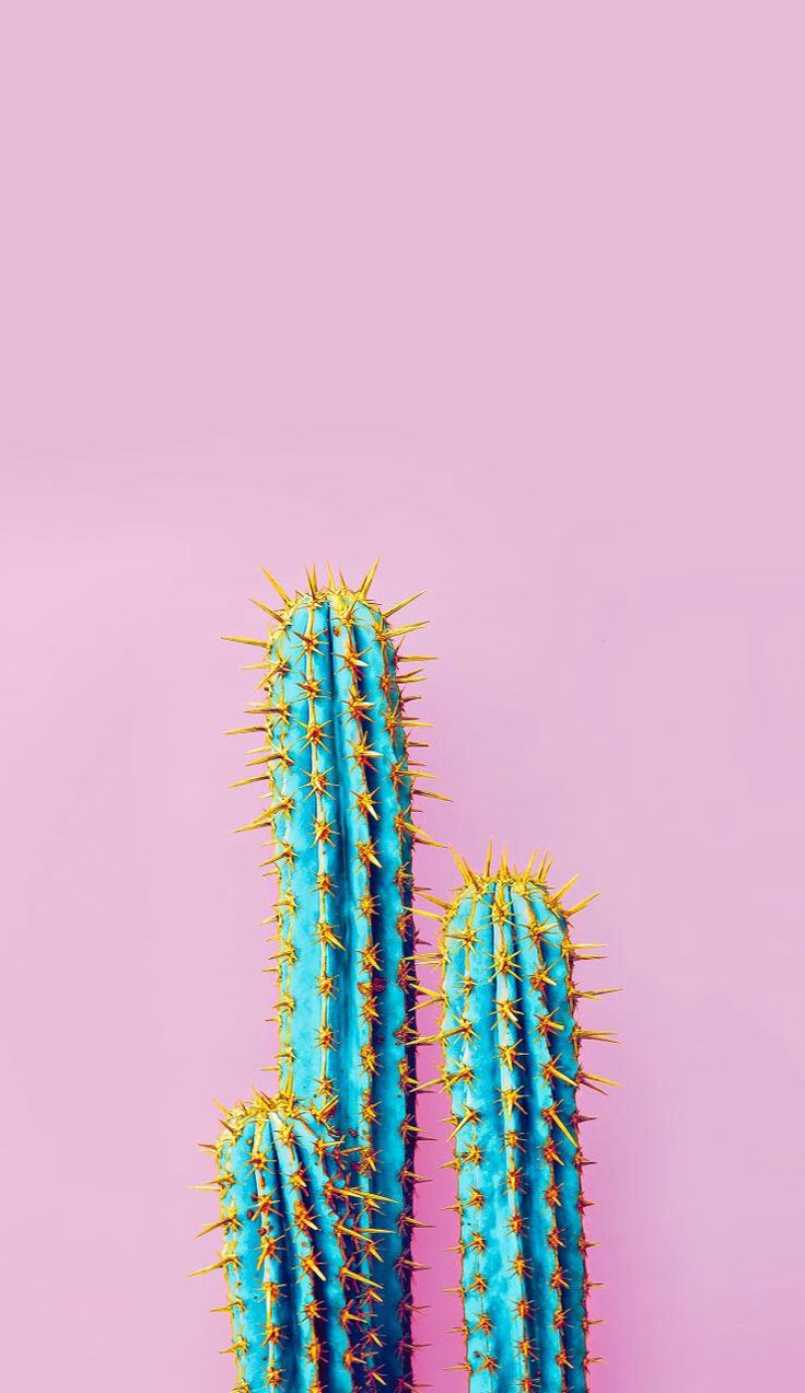 Turquoise Cacti on Pink