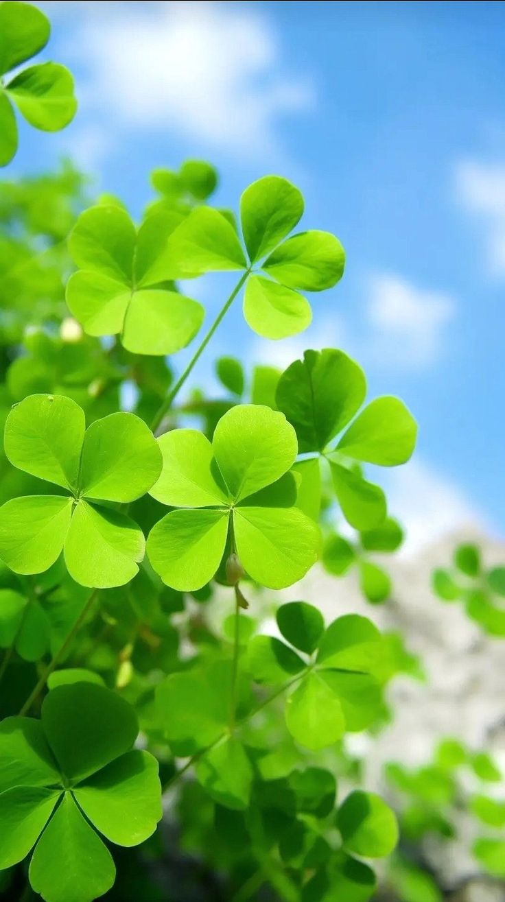 Green Clover Close-Up