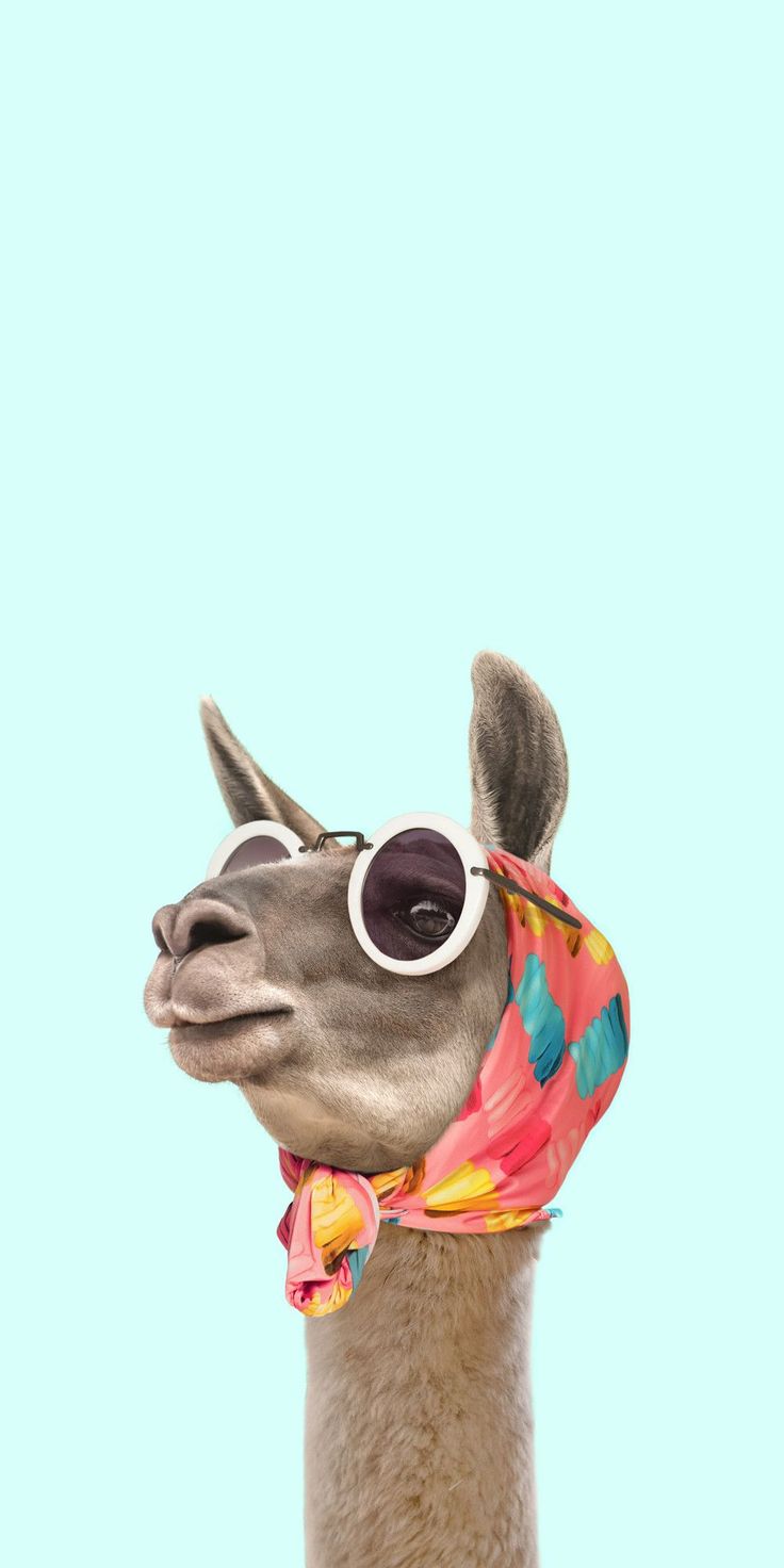 A llama in round sunglasses and a patterned scarf on pale mint.