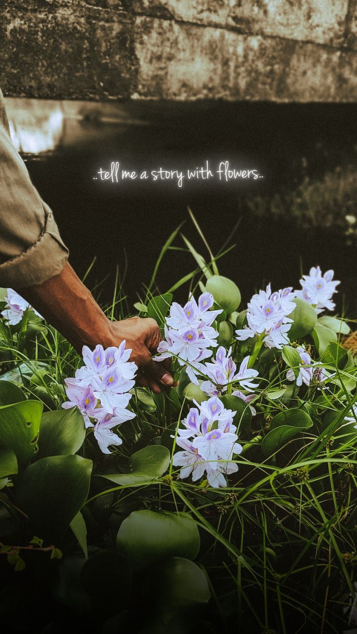Reaching for Wildflowers