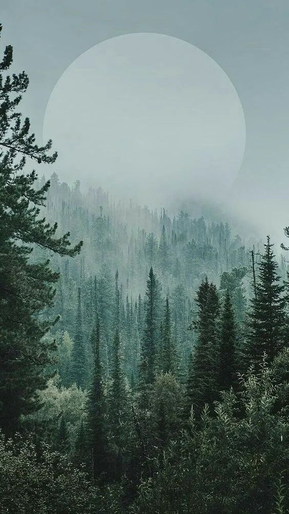 Tall pine trees in a misty green forest under a pale sun.