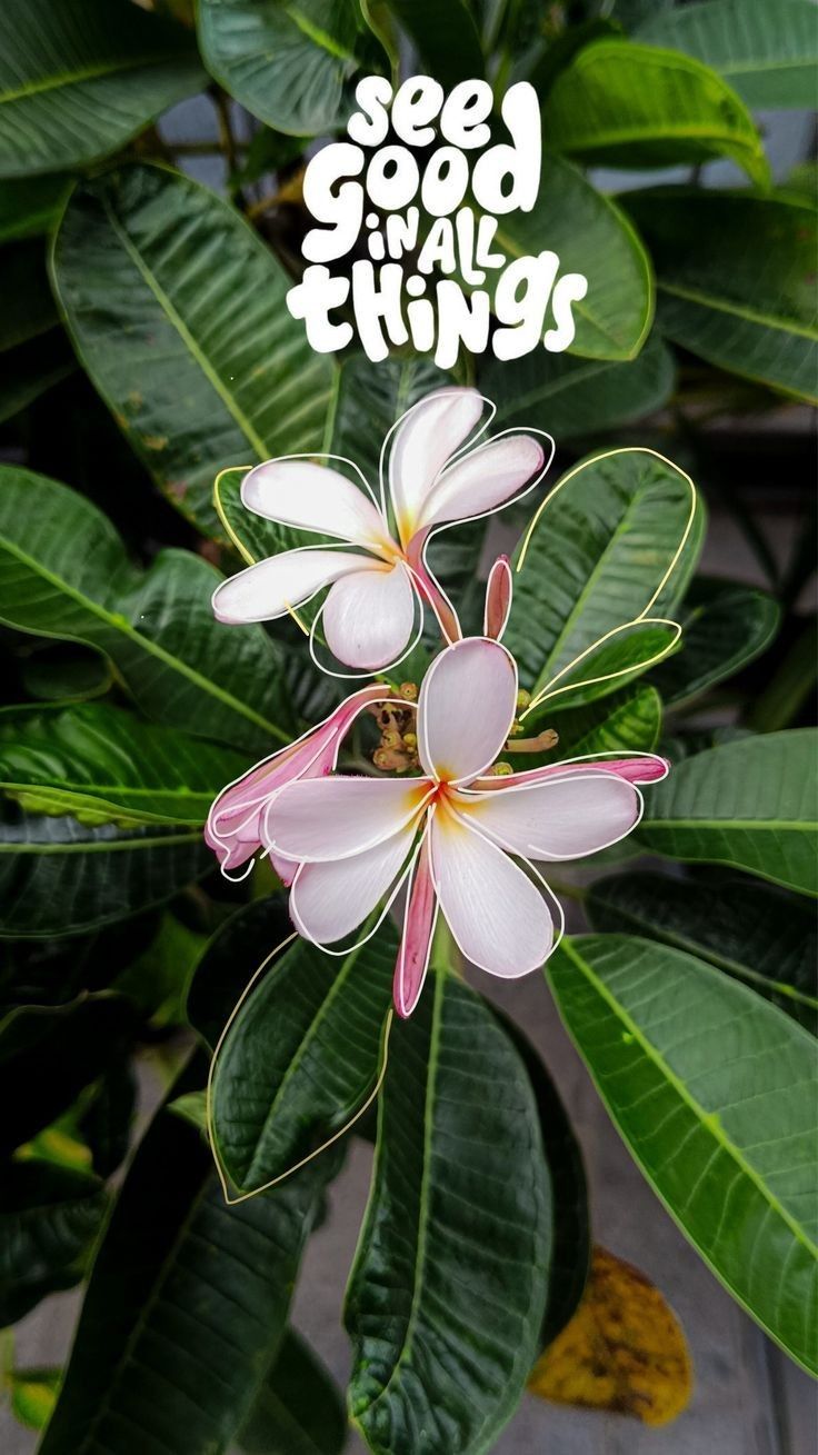 "See good in all things" in white above pink frangipani flowers among green leaves.
