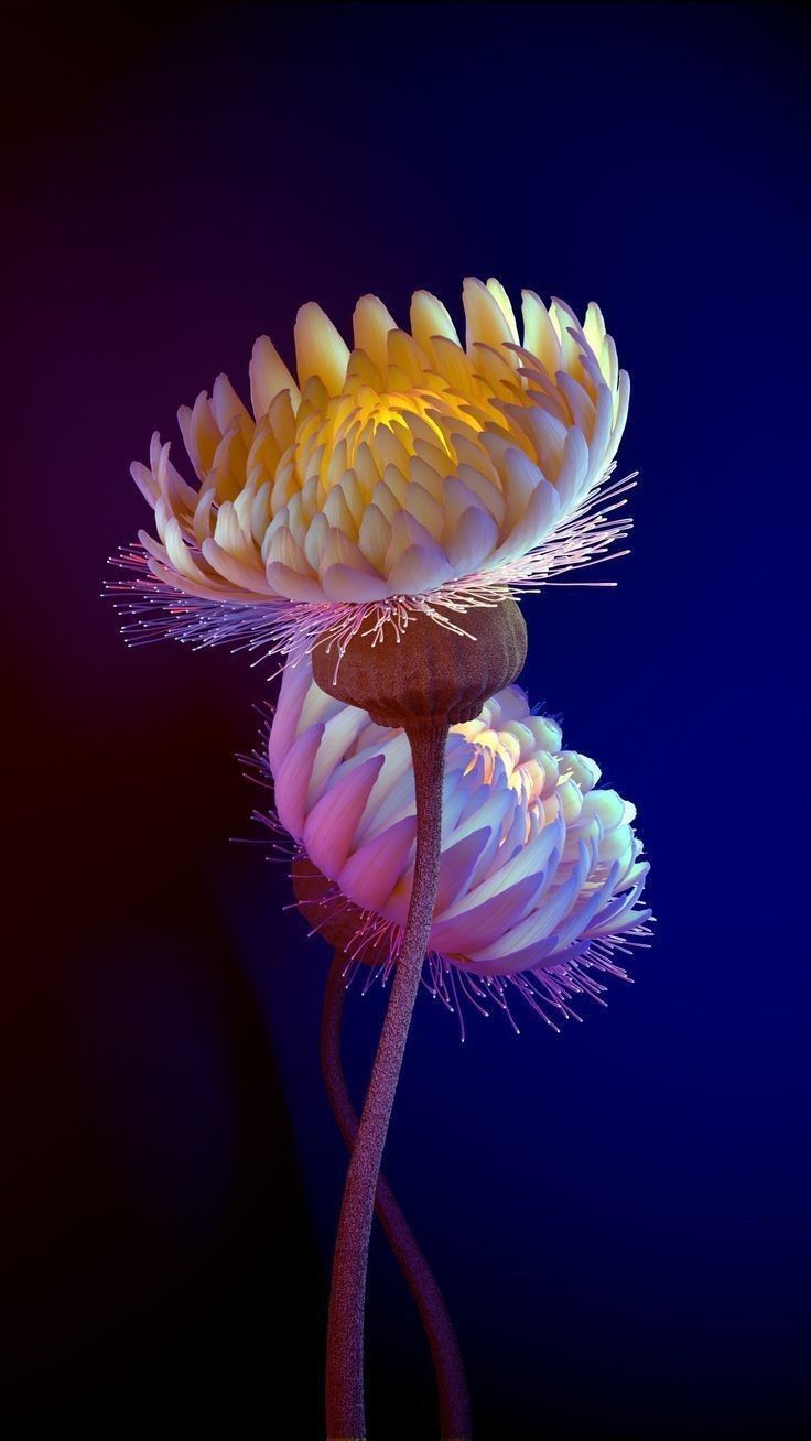 Glowing Pink Flower