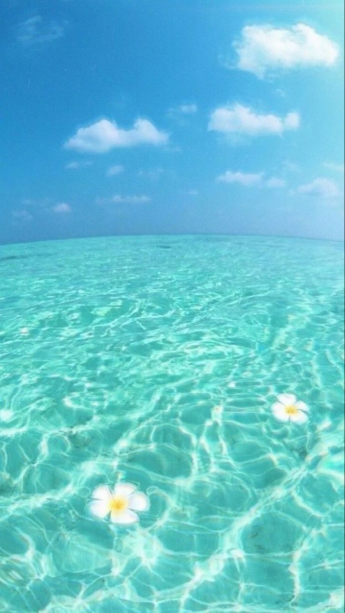 Frangipani on Clear Water