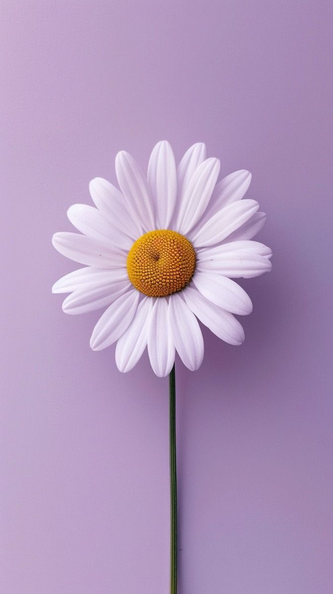 Daisy on Lilac