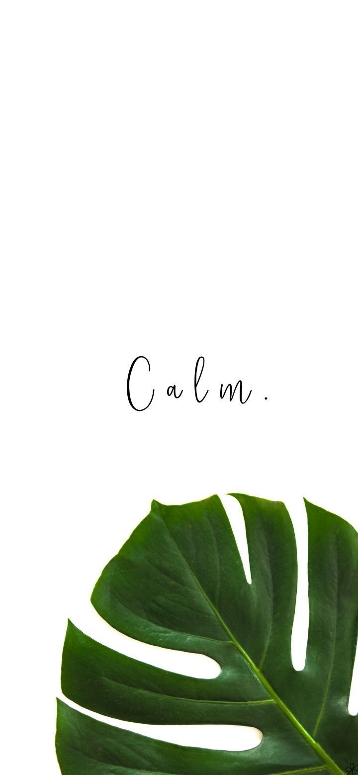 Calm Monstera