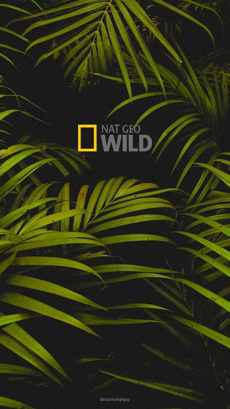 The yellow Nat Geo Wild logo over dark green palm leaves.