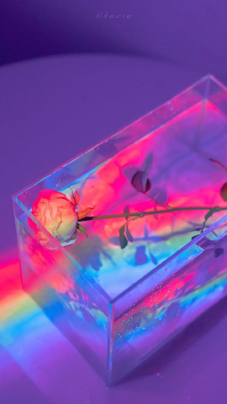 A red rose inside a clear glass box casting rainbow light on purple.