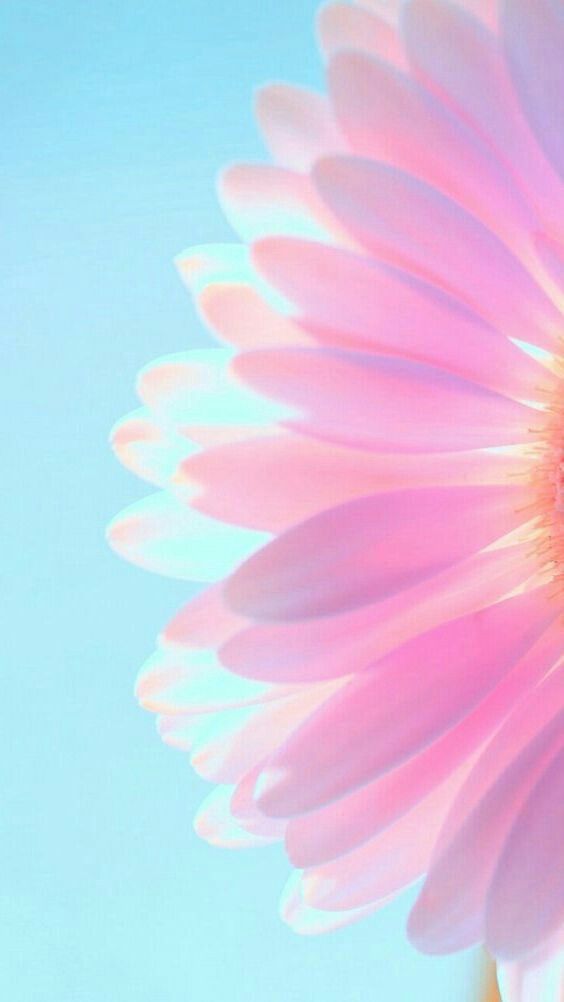 A close-up of a pink gerbera flower against a pale blue background.