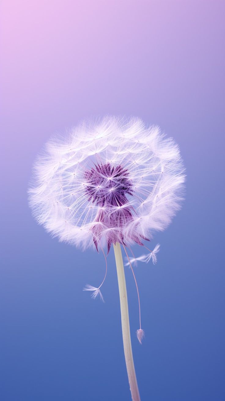 Purple Dandelion
