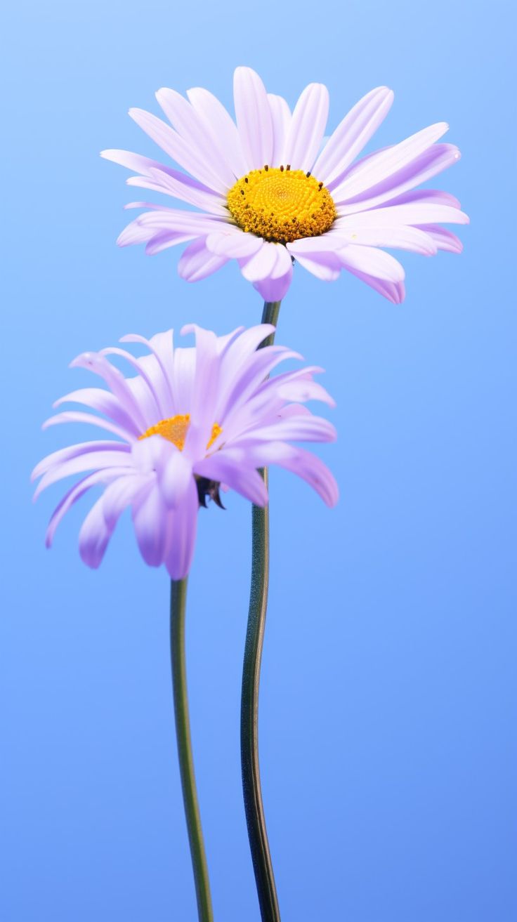 Lilac Daisies