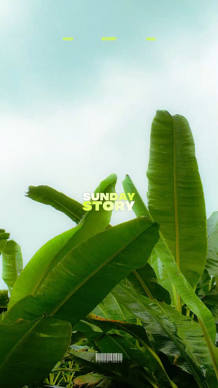 Large bright green banana leaves with small yellow "Sunday story" text.