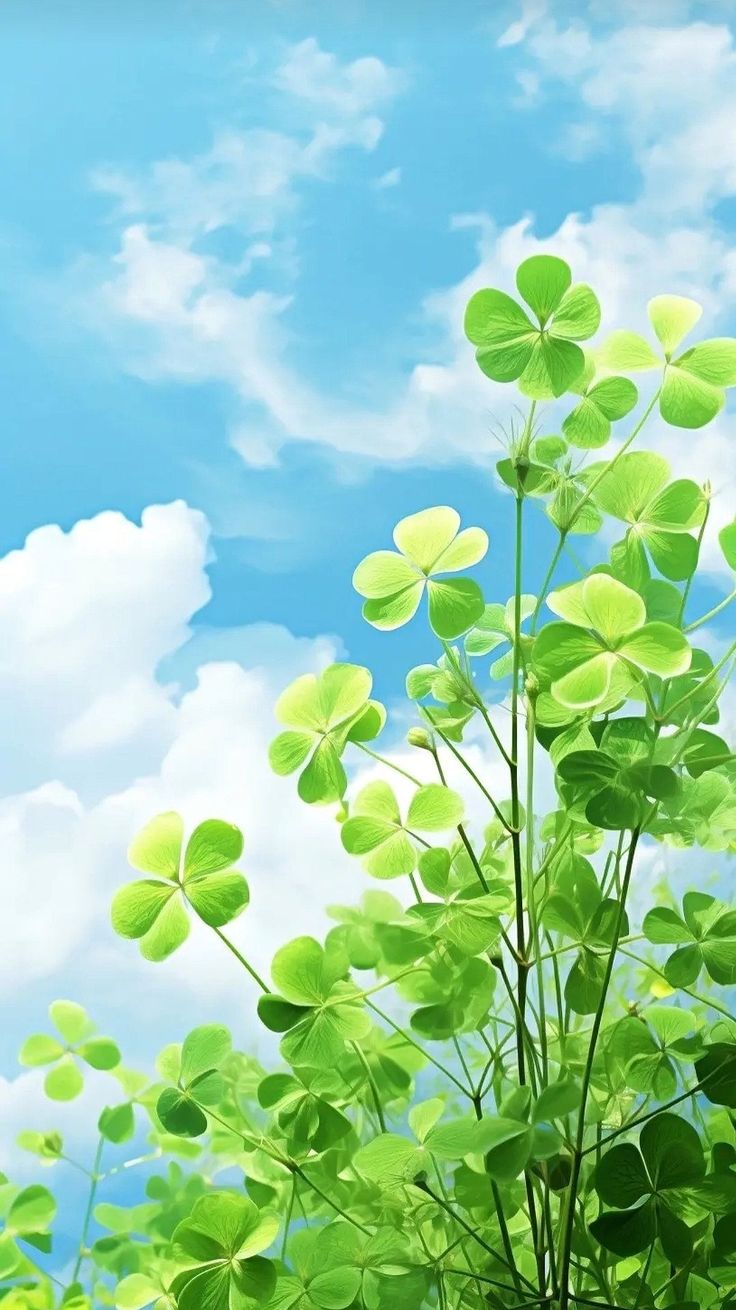 Tall-stemmed clover plants seen from low down against a vivid blue sky and white clouds.