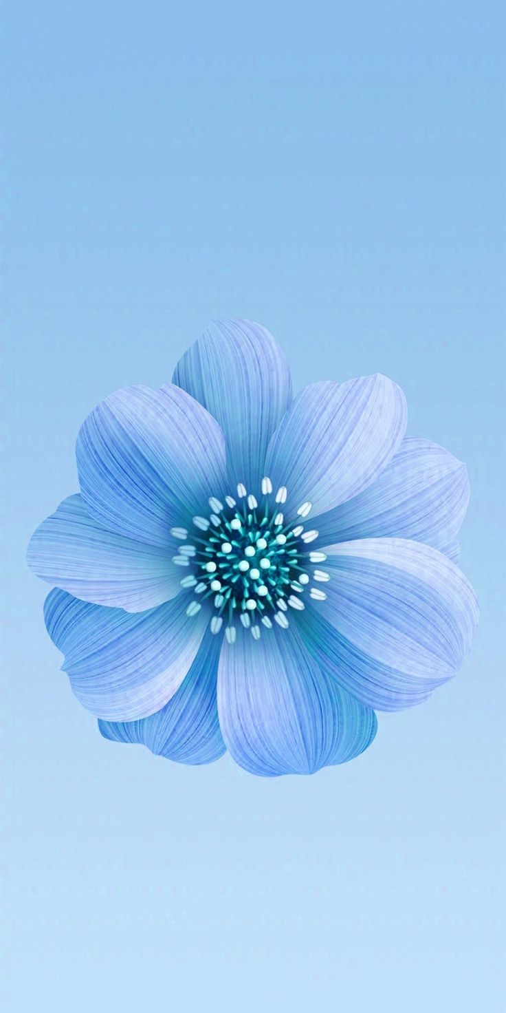 A single pale blue flower centred on a light blue background.