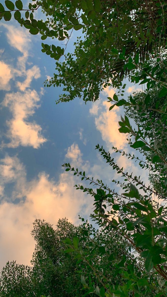 Clouds Through the Leaves