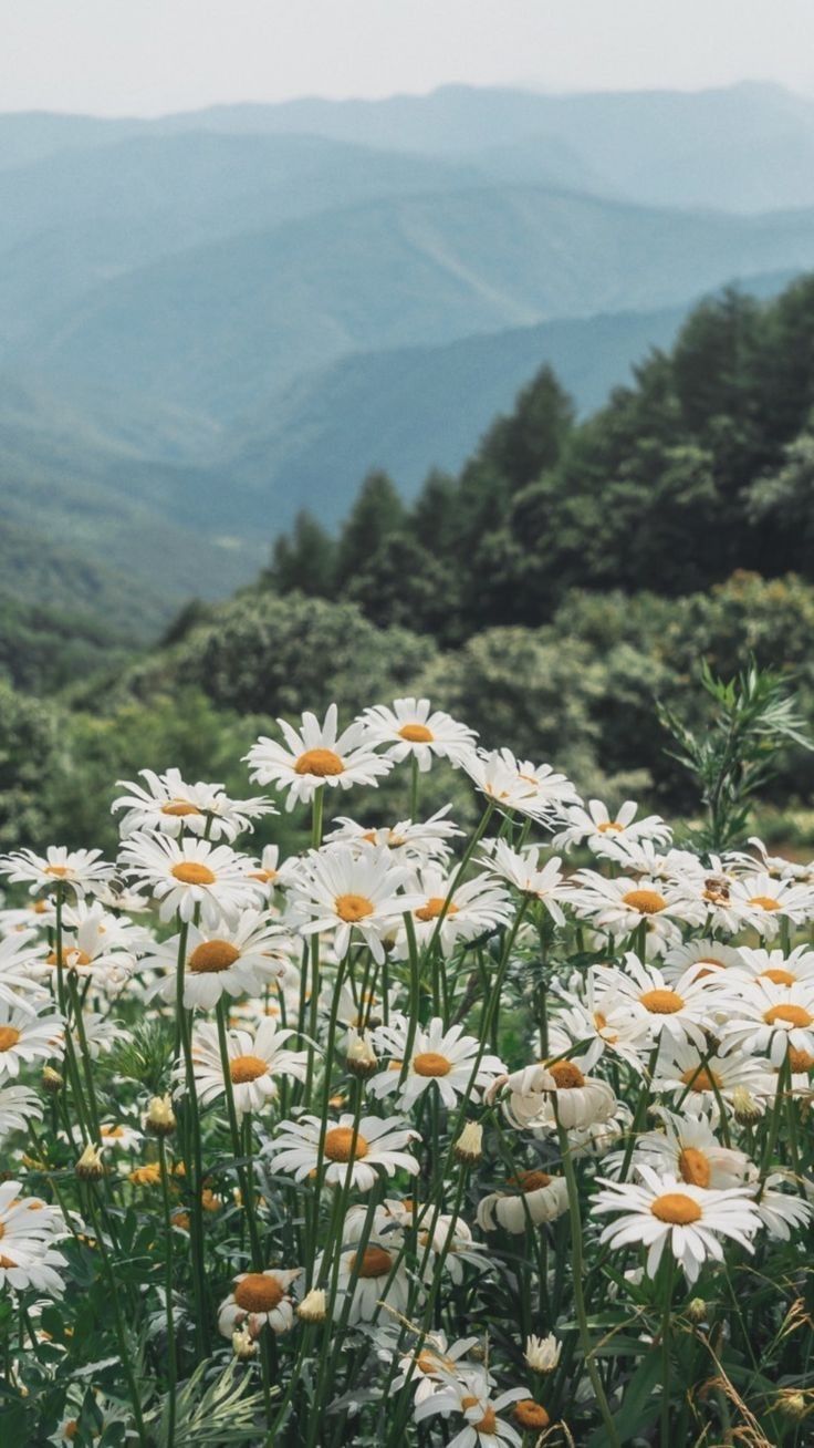 Mountainside Daisies