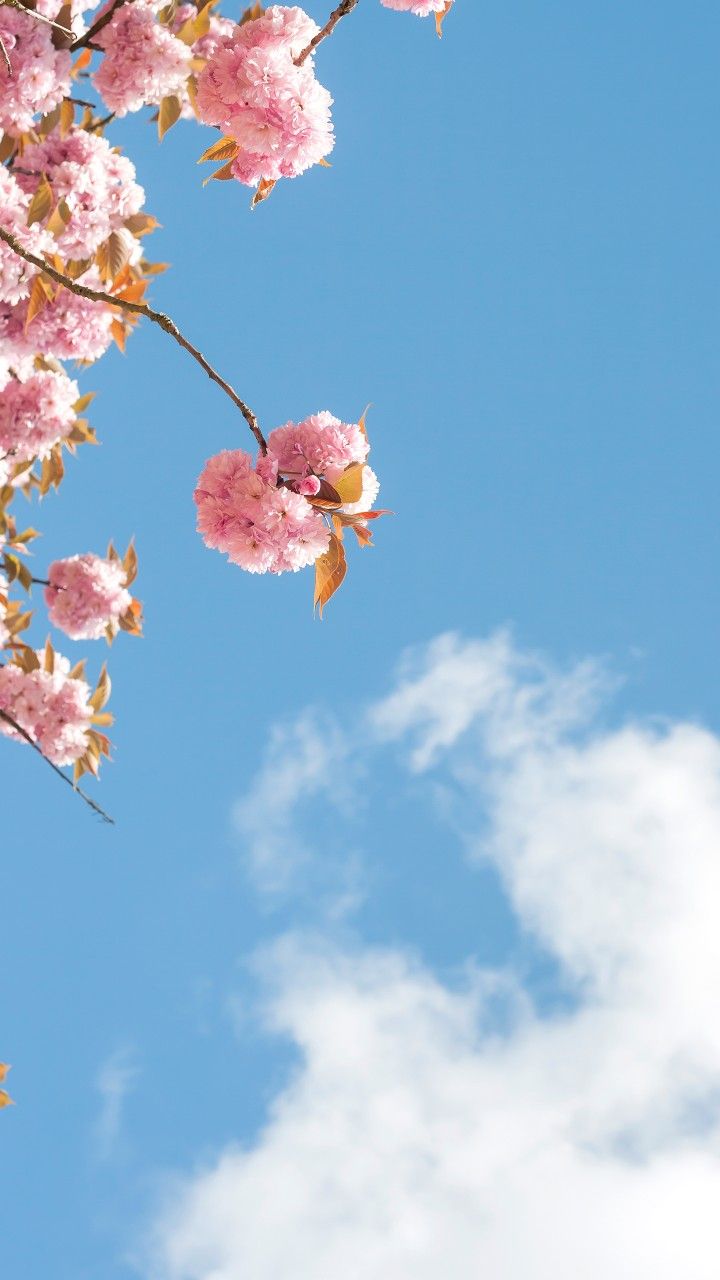 Pink cherry blossoms against a blue sky with white clouds.