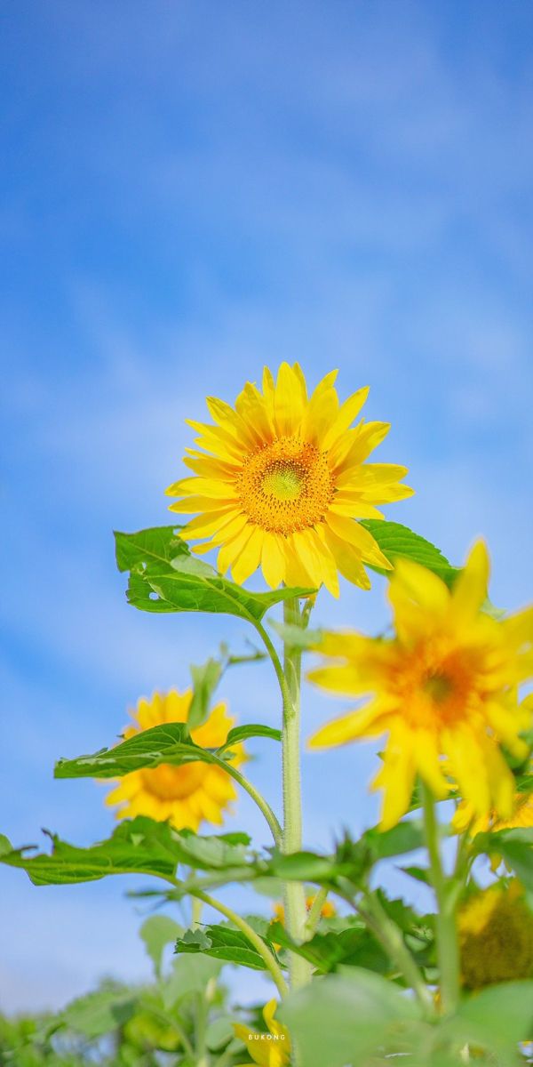Sunflowers Standing Tall