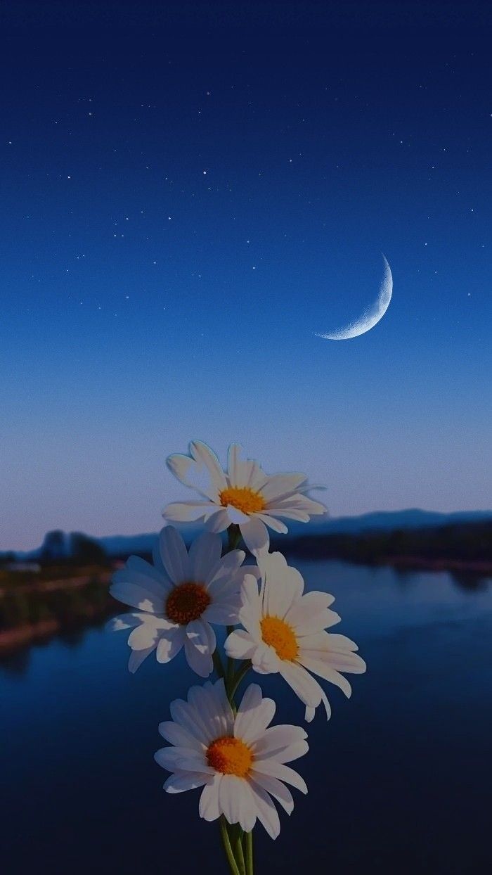 Daisies and Crescent Moon
