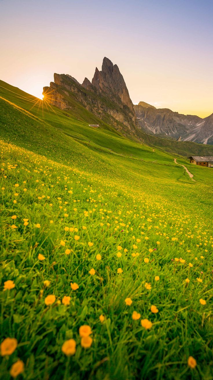 Wildflower Hillside