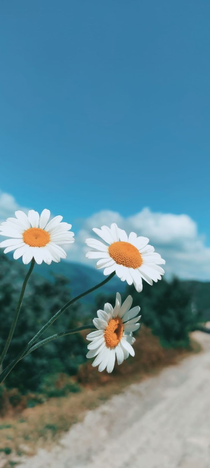 Daisies by the Path