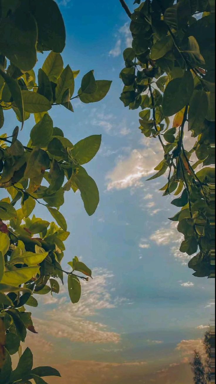 Green leaves framing a blue sky with soft clouds.