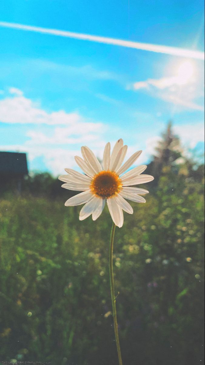 Daisy in the Sun