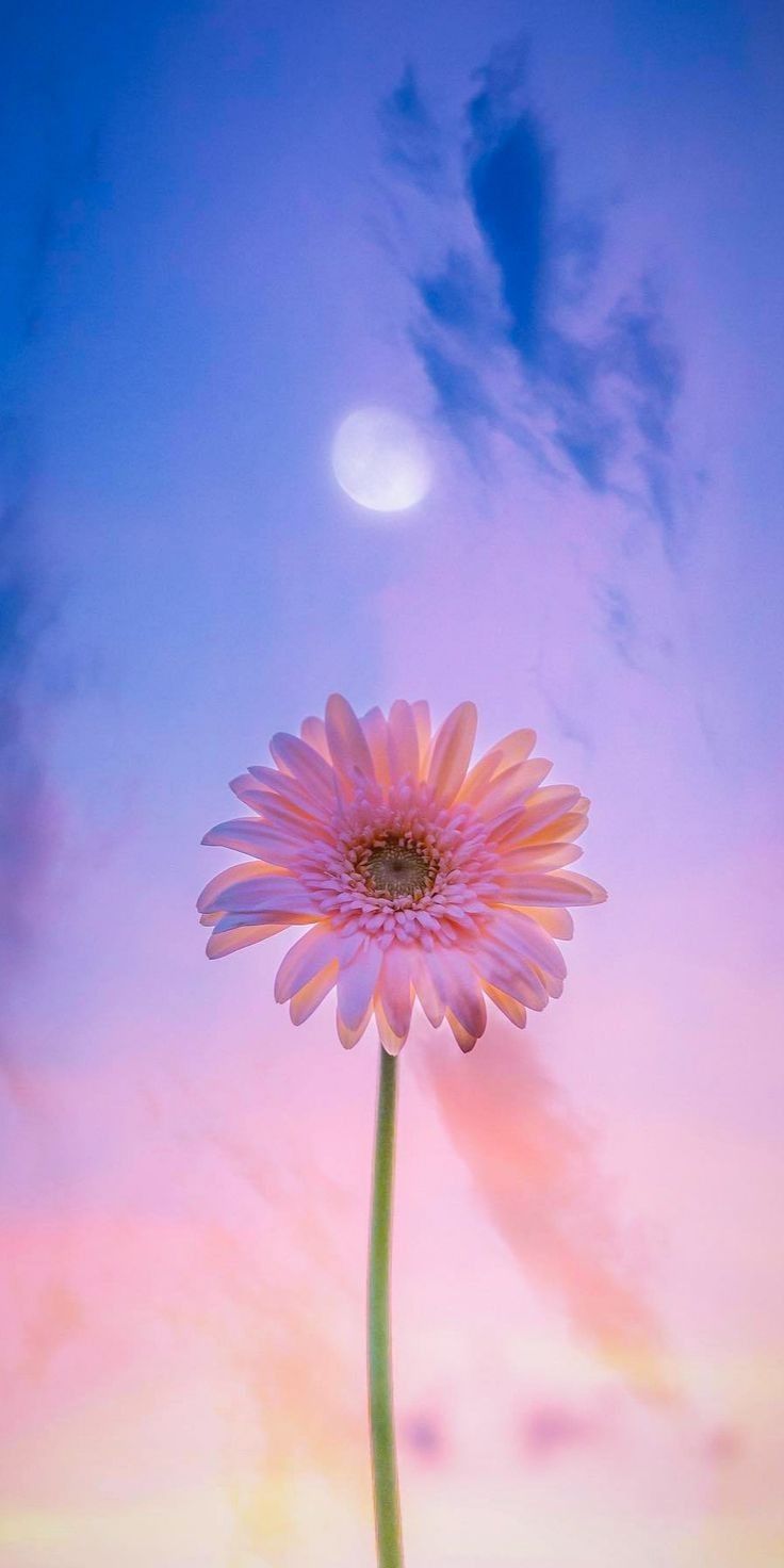 Gerbera on a Lilac Sky