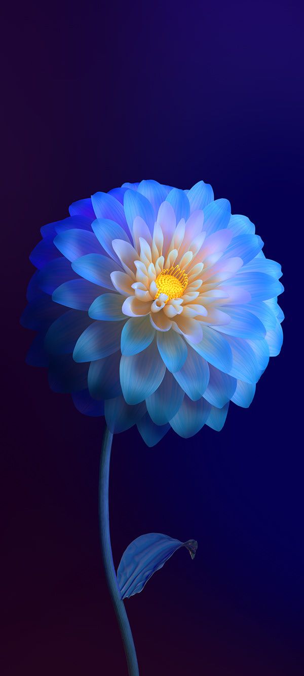 Blue Dahlia