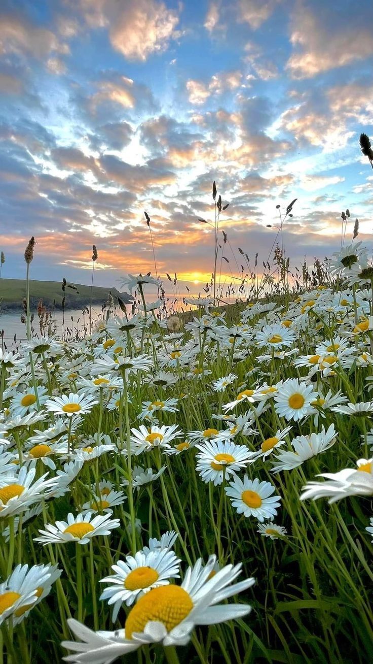 Daisy Field Sunset