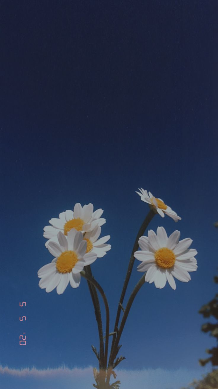Daisies at Night