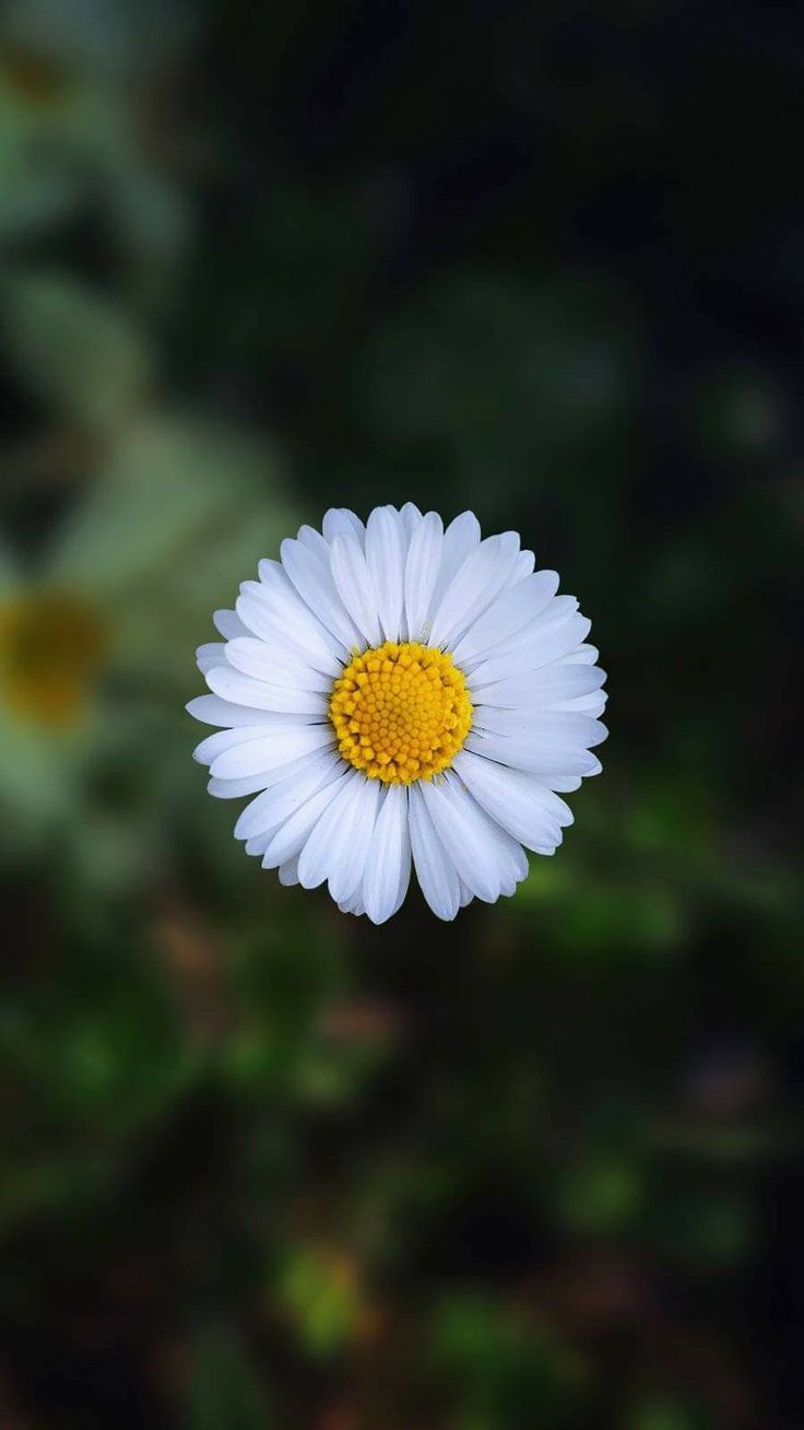 Daisy in the Dark