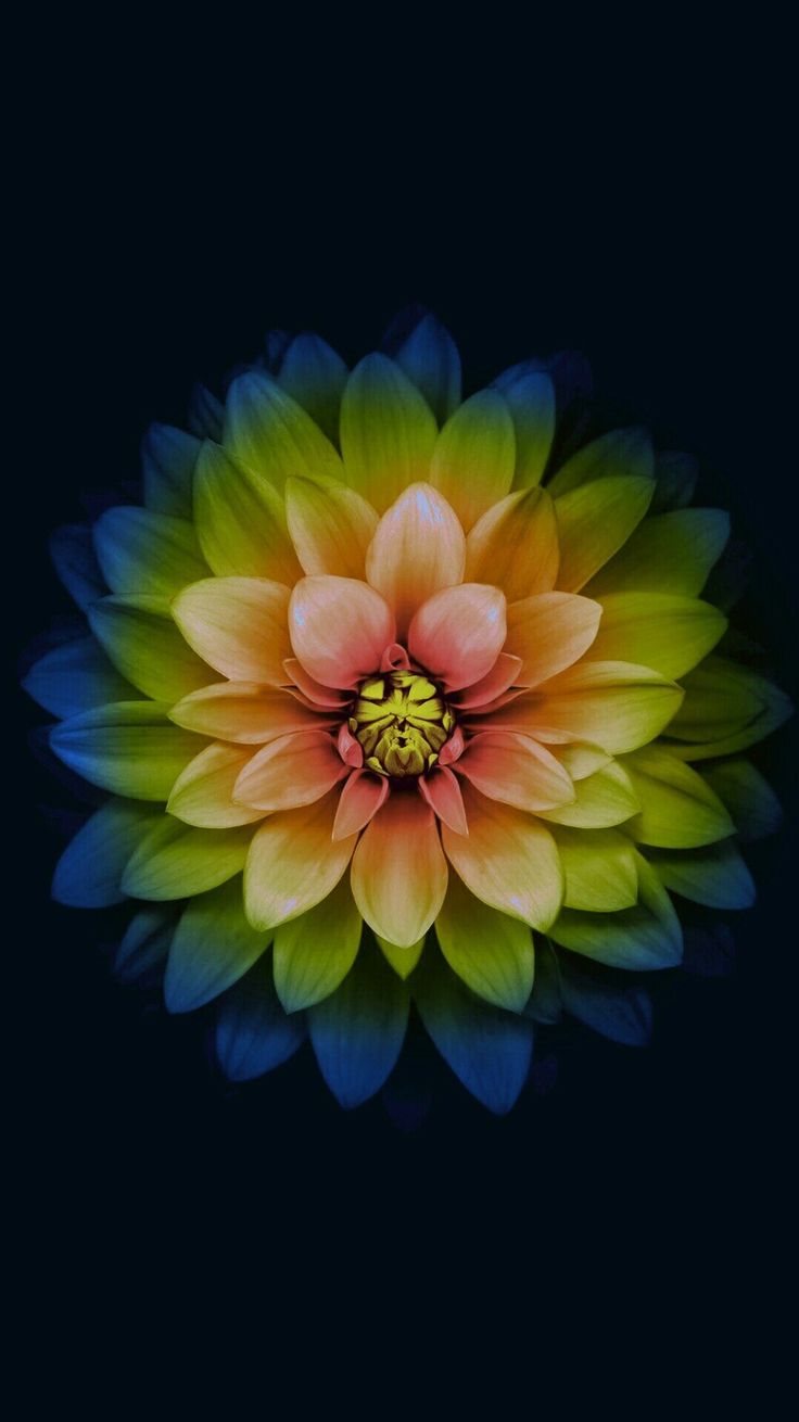A glowing flower with pink, orange and green petals on black.