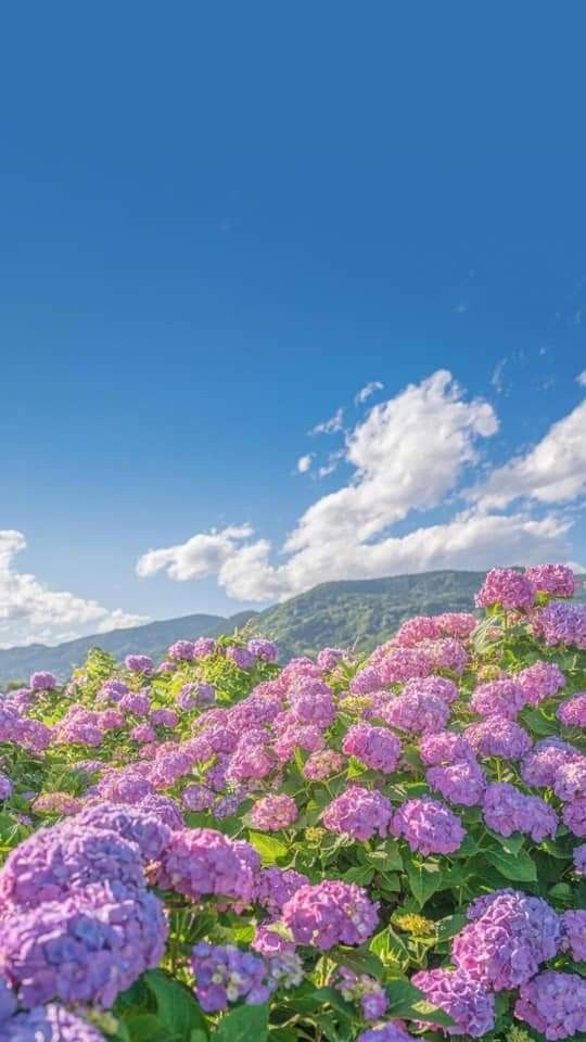 Hydrangea Hills